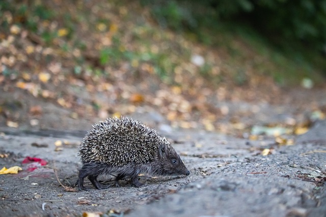 埃斯特雷马杜拉总监：很高兴抽到塞维，将会共同向雷耶斯致敬